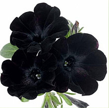 Sweetunia Black Satin №522 / укор.черенок