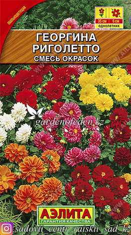 Семена георгины Аэлита "Риголетто, смесь окрасок"., фото 2
