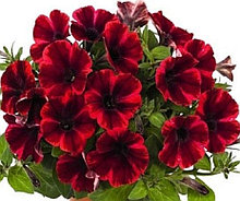 Sweetunia Fiona Flash №520/ укор.черенок