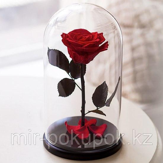Роза в колбе Красная, Средняя, Алматы - фото 2 - id-p57904714