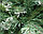 Елка ель искусственная с инеем 2,1 м, фото 2