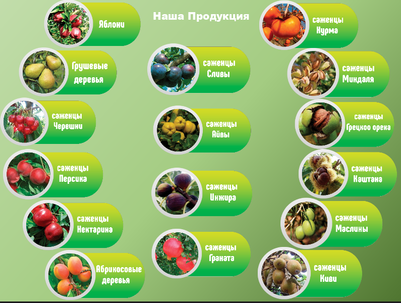 Профессиональные саженцы персика