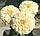 Циния Тополино Вайт семена цветов Topolino White  100шт  "Поиск" Россия, фото 3