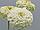 Циния Тополино Вайт семена цветов Topolino White  100шт  "Поиск" Россия, фото 5