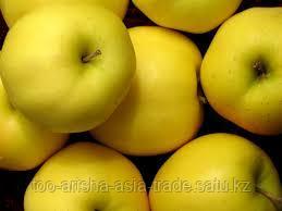 Саженцы яблони м9 Golden Delicious