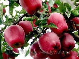 Саженцы яблони м9 Red Dilicious