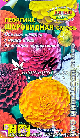 Семена георгины шаровидной - Euro Extra "Шаровидная, смесь", фото 2