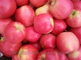 Саженцы яблони м9 Pink Lady