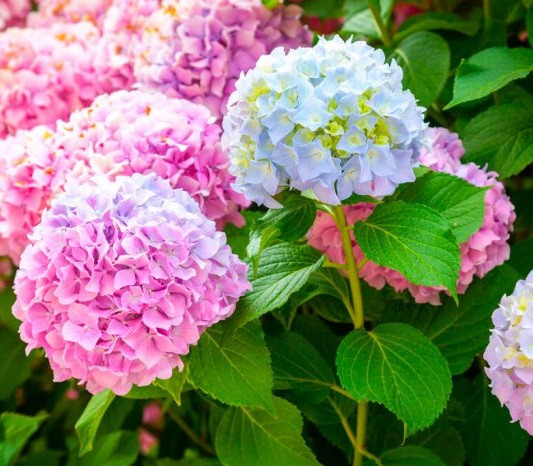 Корни гортензии купить в Теразе по низкой цене