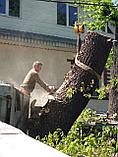 Спил обрезка кронирование деревьев, фото 8