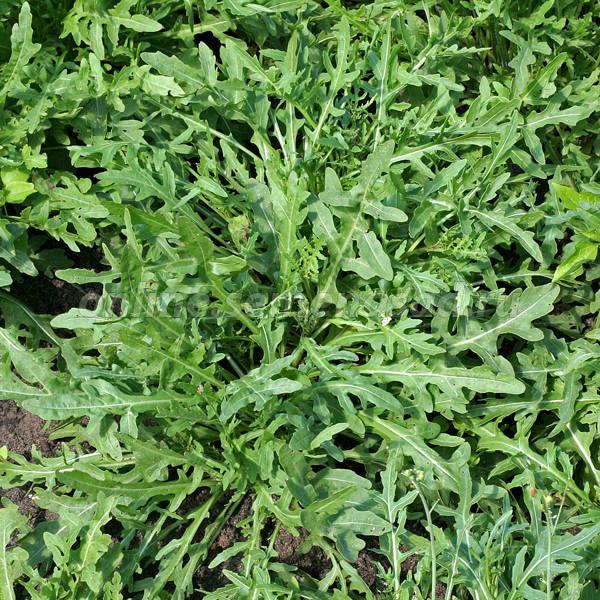 Семена двурядник тонколистный Стрелы Купилона (1уп-100гр) "Поиск ...