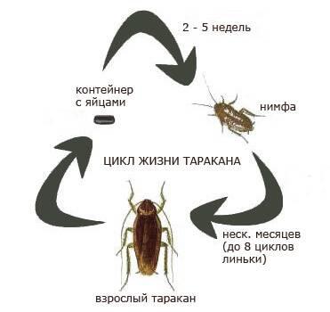 Уничтожение чешуйниц муравьев дезинсекция без запаха - фото 2 - id-p58501888