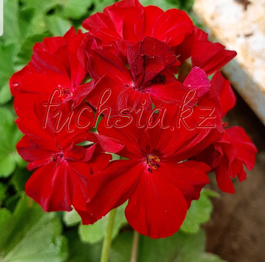 Calliope Dark Red / укор.черенок