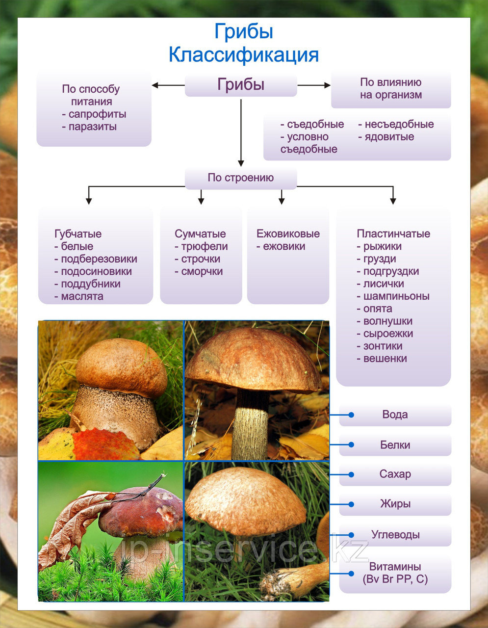 Плакаты Грибы