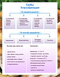 Плакаты Грибы, фото 3