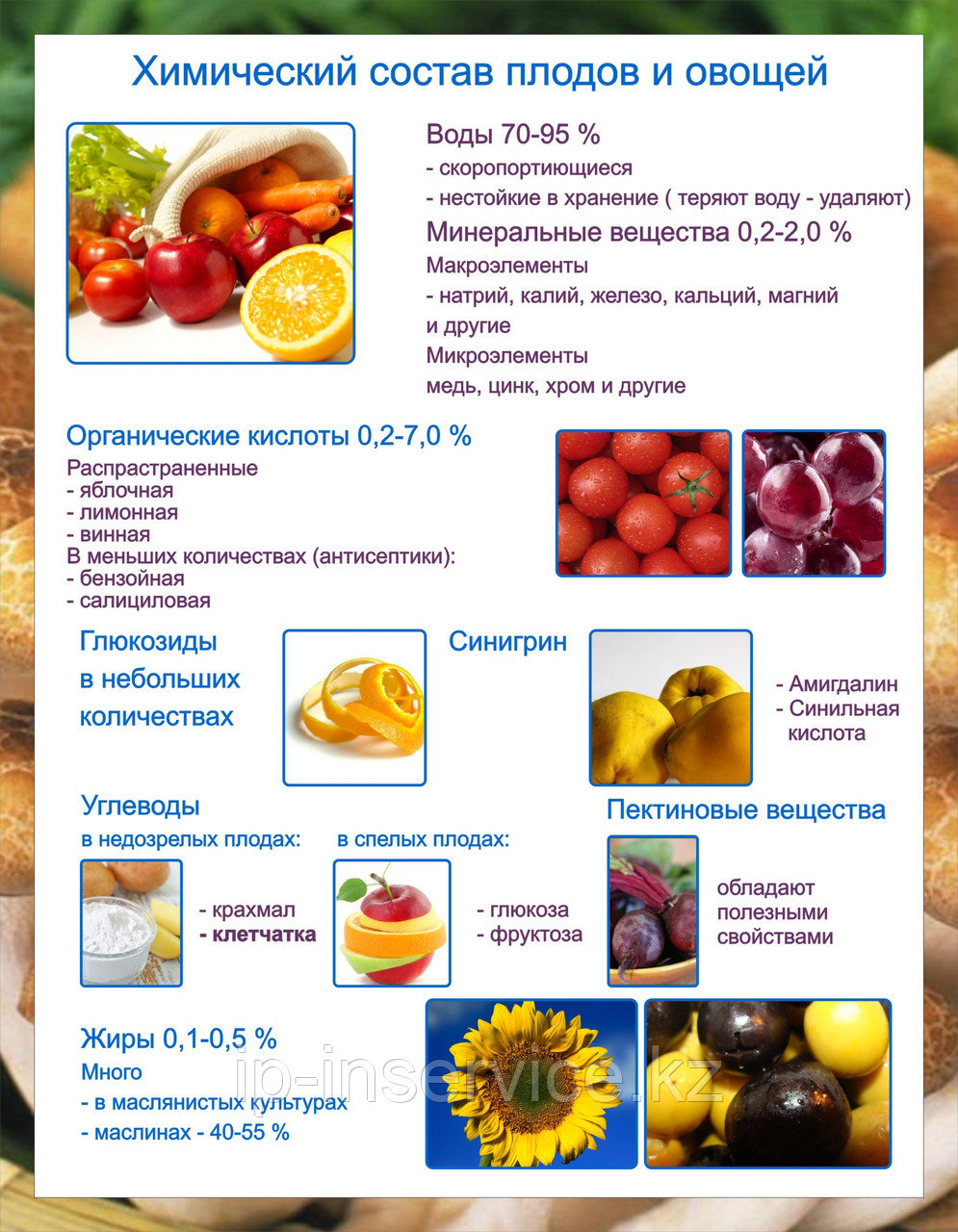 Плакаты Овощи
