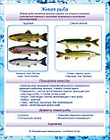 Плакаты Рыбные изделия, фото 2