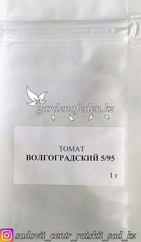 Профессиональные семена. Томат "Волгоградский 5.95",20 штук ., фото 2