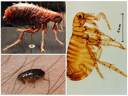 Порно қаншықтар сізді жалап жібереді Үлкен мүшесі бар қызбен порно және секс