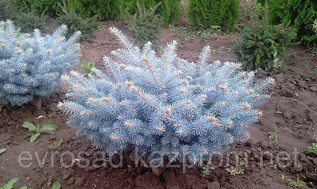 Ель «Glauca Globosa»