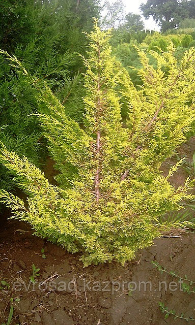 Можжевельник «Plumosa Aurea»
