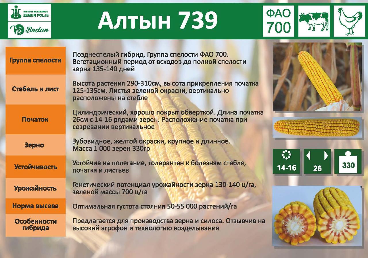 Семена кукурузы Алтын-739 - фото 2 - id-p58920805