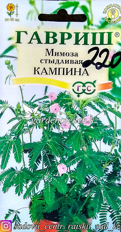 Семена пакетированные Гавриш. Мимоза стыдливая "Кампина", фото 2
