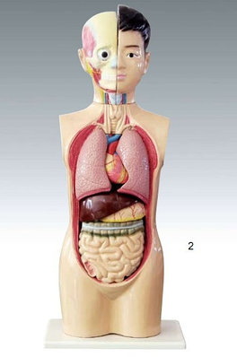 Шалқасынан жатқан жалаңаш қыздар Мысықтан сұйықтық ағып жатыр