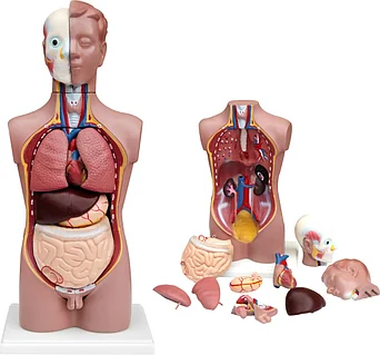 Киевтегі үй порносы