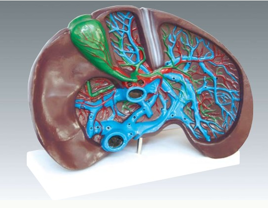 Модель "Печень" (в разрезе) - фото 1 - id-p59194703