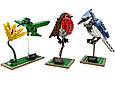 21301 Lego Ideas Птицы, фото 2