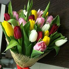 Заказывайте тюльпаны оптом и в розницу к 8 марта