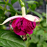 DDFGG/ укор.черенок, фото 2