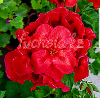 Franny / укор.черенок