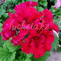 Bushfire / укор.черенок