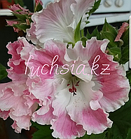 Delli / укор.черенок