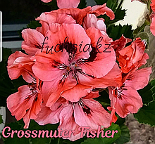 Grossmuter Fisher / укор.черенок
