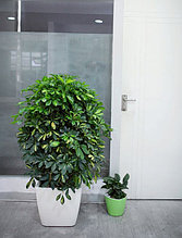 Озеленение в сфере бизнеса