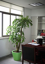 Озеленение в сфере бизнеса