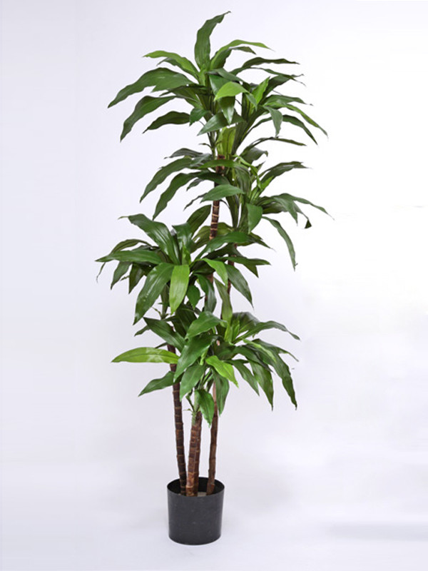 Драцена Джанет Крейг зеленая (высотоа - 150см), фото 1