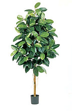 Фикус эластика зеленый (высота - 150см)