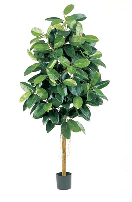 Фикус эластика зеленый (высота - 180см), фото 1