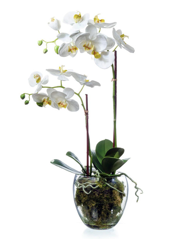 Орхидея фаленопсис белая, с мхом, корнями, землей (высота - 60см)