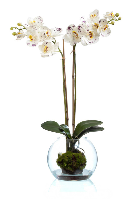 Орхидея фаленопсис (SRTOUCH) белая в стекле шаре (высота - 65см)