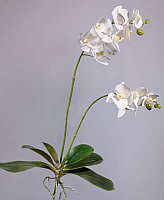 Орхидея фаленопсис куст белая с корнями (высота - 82см)