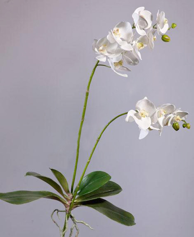 Орхидея фаленопсис куст белая с корнями (высота - 82см) - фото 1 - id-p59657490