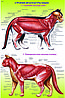 Плакаты Анатомия кошек