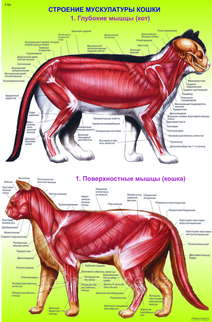 мышечная система кошки. мышечный скелет собаки. строение кота скелет и мышцы. мускулатура кошки. мышцы кошки.