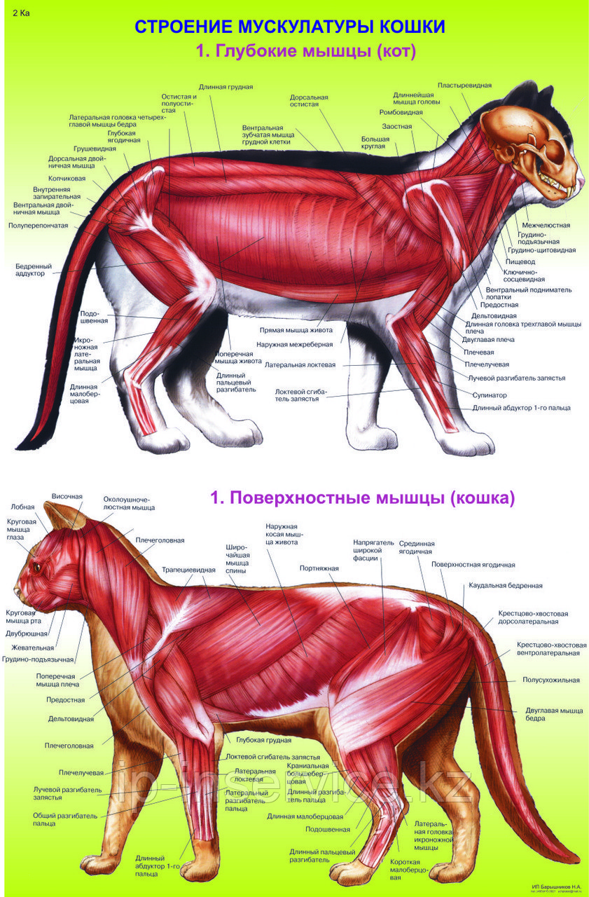 Плакаты Анатомия кошек - фото 1 - id-p4137656