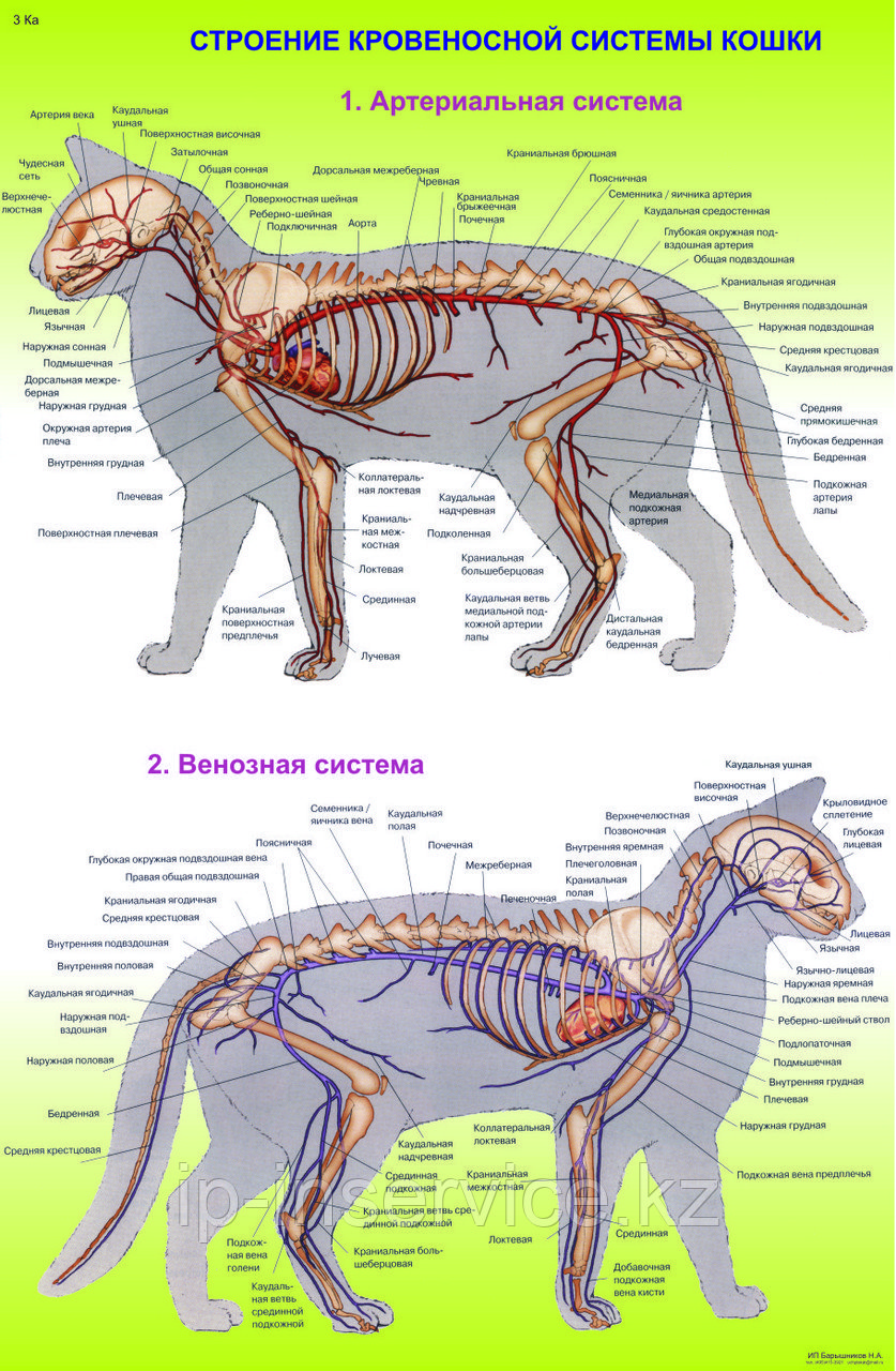 Плакаты Анатомия кошек - фото 2 - id-p4137656